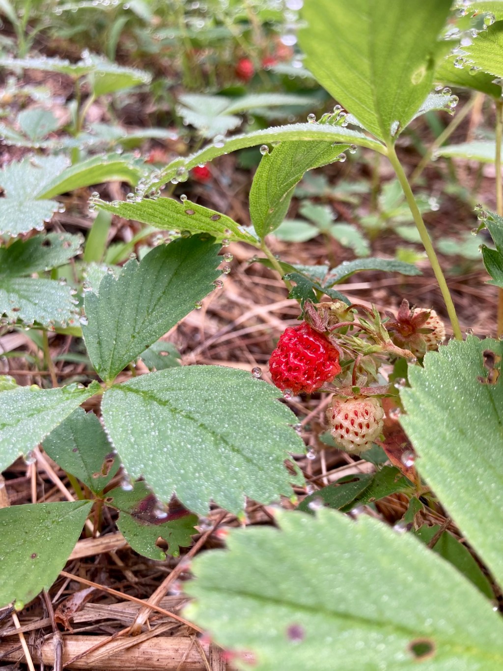 Wild Strawberries and *that* F&B&nbsp;Scene